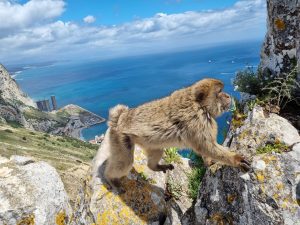 Gibraltar_vrh gore The Rock