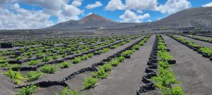 Lanzarote vinska trta