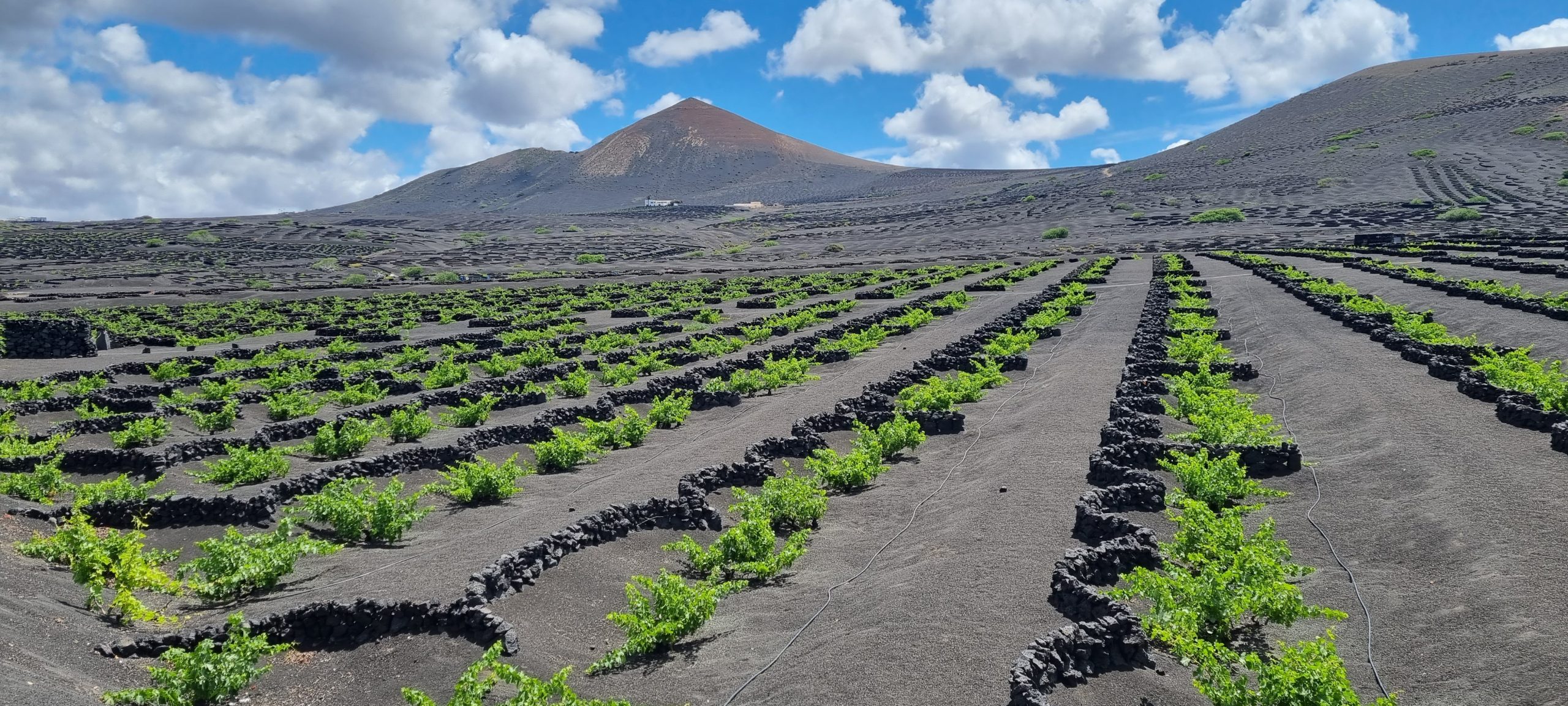 Lanzarote vinska trta